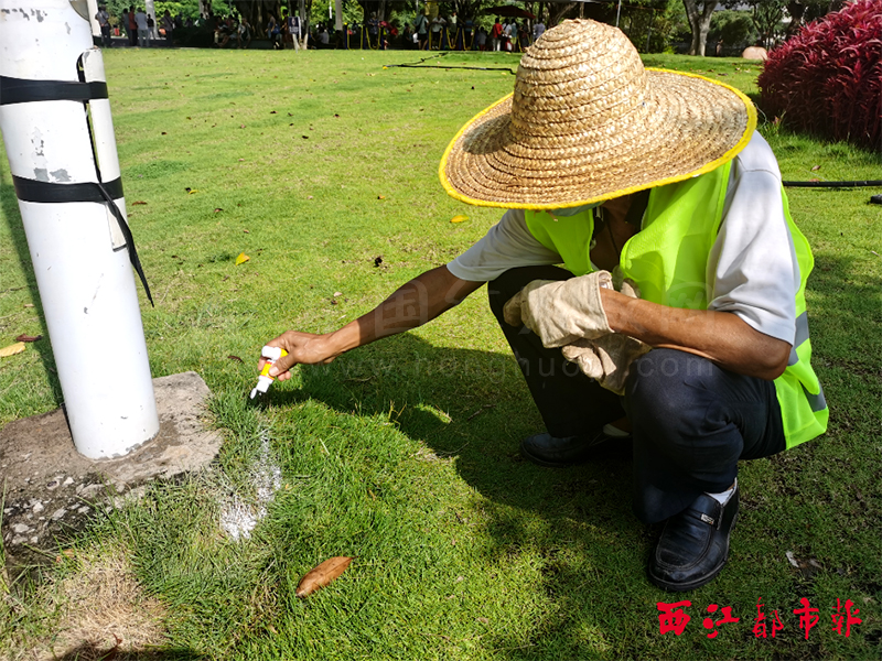 梧州市区多处发现红火蚁蚁巢！别惹红火蚁！