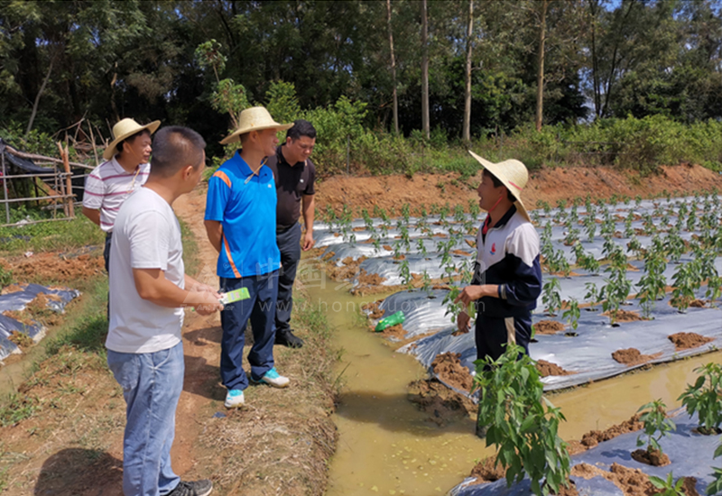 湛江坡头区农业农村局开展红火蚁防控、撂荒地复耕复种调研工作
