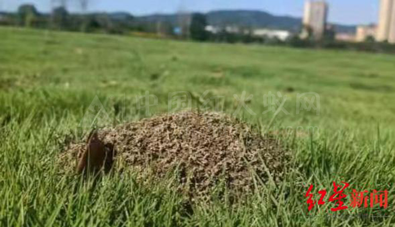 危险入侵生物！成都金堂现红火蚁 多人被咬