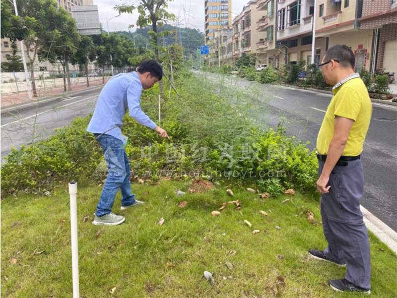 警惕！肇庆这些地方发现红火蚁出没！目前已开展灭蚁行动……