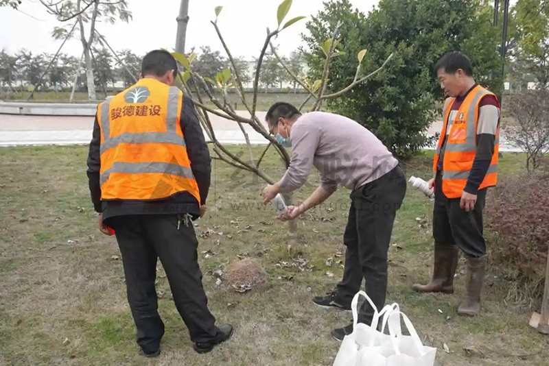 揭阳有关部门迅速行动，防控治理文化广场红火蚁