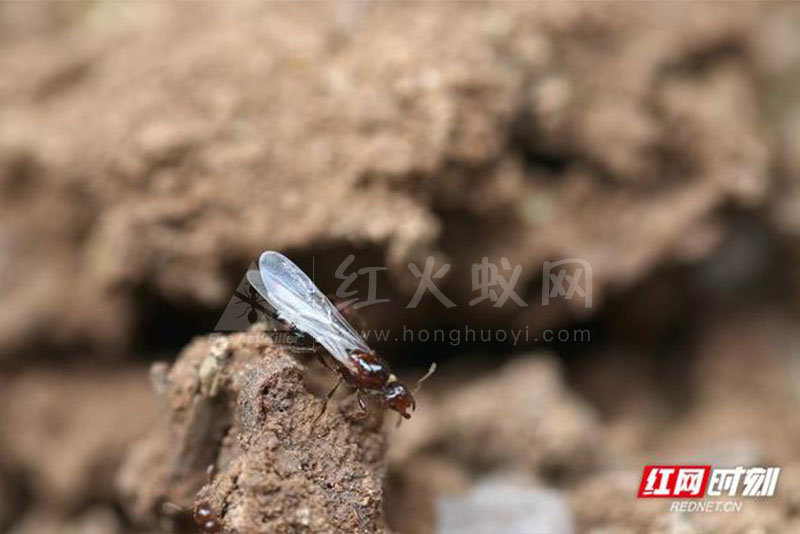 组图丨超危险红火蚁高清大特写，看到它最好离远点