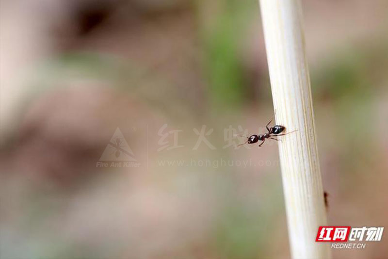 组图丨超危险红火蚁高清大特写，看到它最好离远点