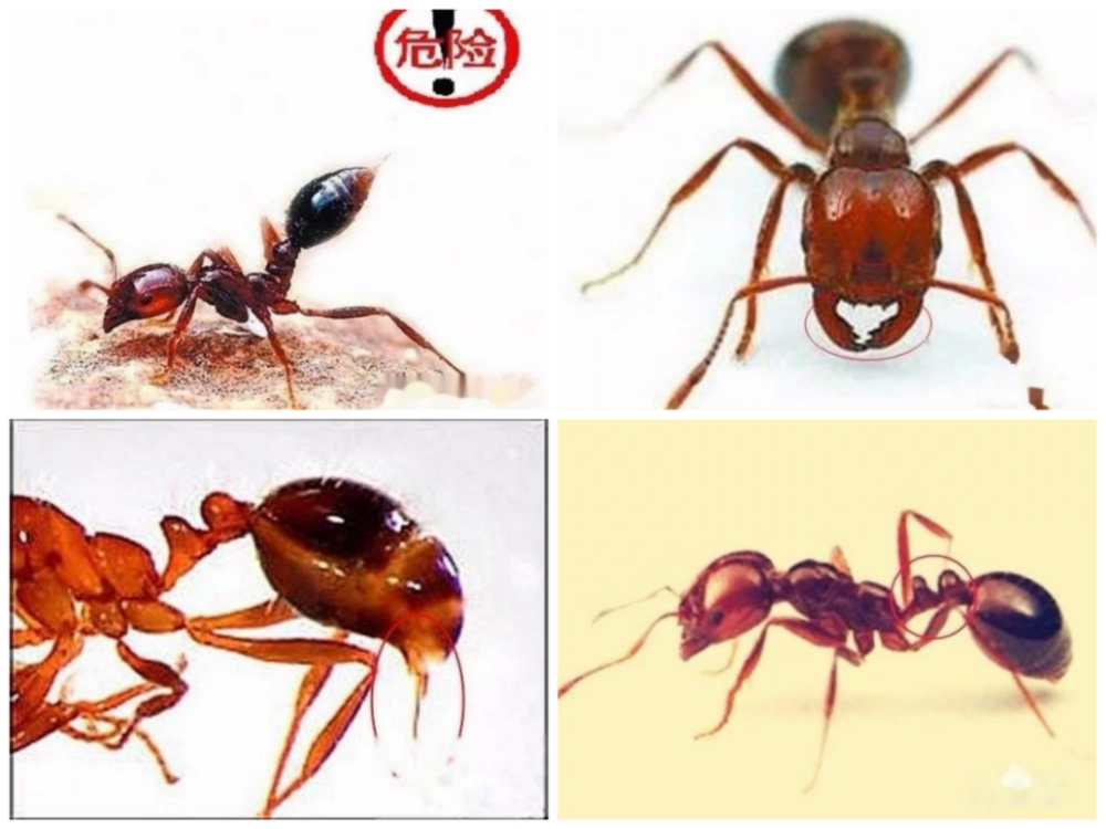 【动植物检疫】红火蚁vs小火蚁,认清两种入侵物种及其危害